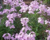 phlox pilosa 4-11.jpg